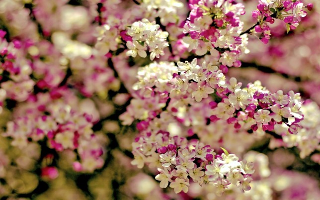 spring-flowers wallpaper